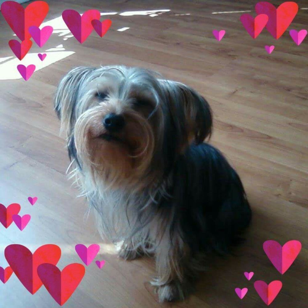 Meet your Posher, Janet